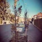 Prace arborystyczno-brukarskie ZRC