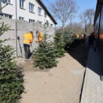 Nasadzenia choinek z ul. Grodzkiej przy ul. Zamkowej