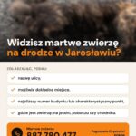 Pogotowie czystości – padłe zwierzęta z terenu Jarosławia